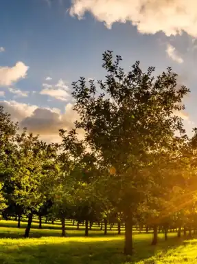 Rocquette Cider Farm